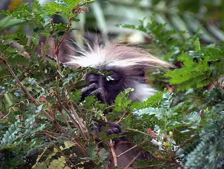 Close Up Shot of a Colobus Monkey